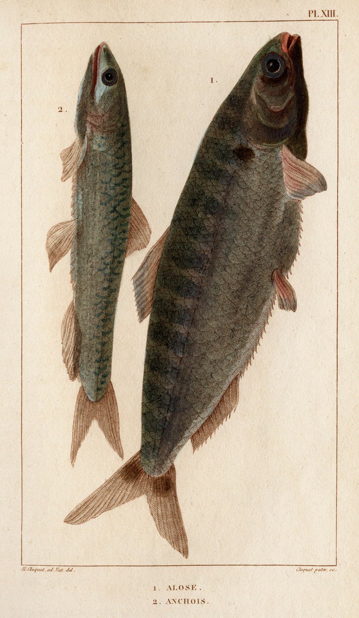 シャッドとアンチョビ。」「Fauna des Mdecins または動物の歴史とその製品 by Hippolyte Cloquet」 - 第 6 巻 - 1825 年。 作： イポリットクロケ