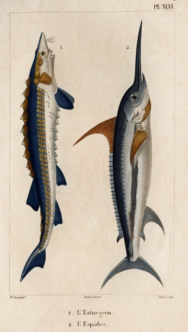 チョウザメとメカジキ。」「Fauna des Médecins or History of Animals and their products by Hippolyte Cloquet」 - 第 6 巻 - 1825 年。 作： イポリットクロケ