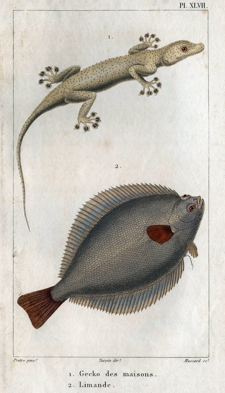 家と Limand の Gecko。 Hippolyte Cloquet の「「物理学の動物相または動物とその製品の歴史」からのプレート 作： イポリットクロケ