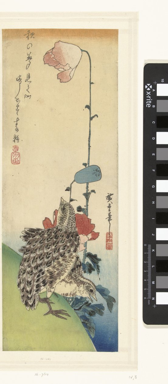 ウズラとケシ 作： 歌川広重（初代）