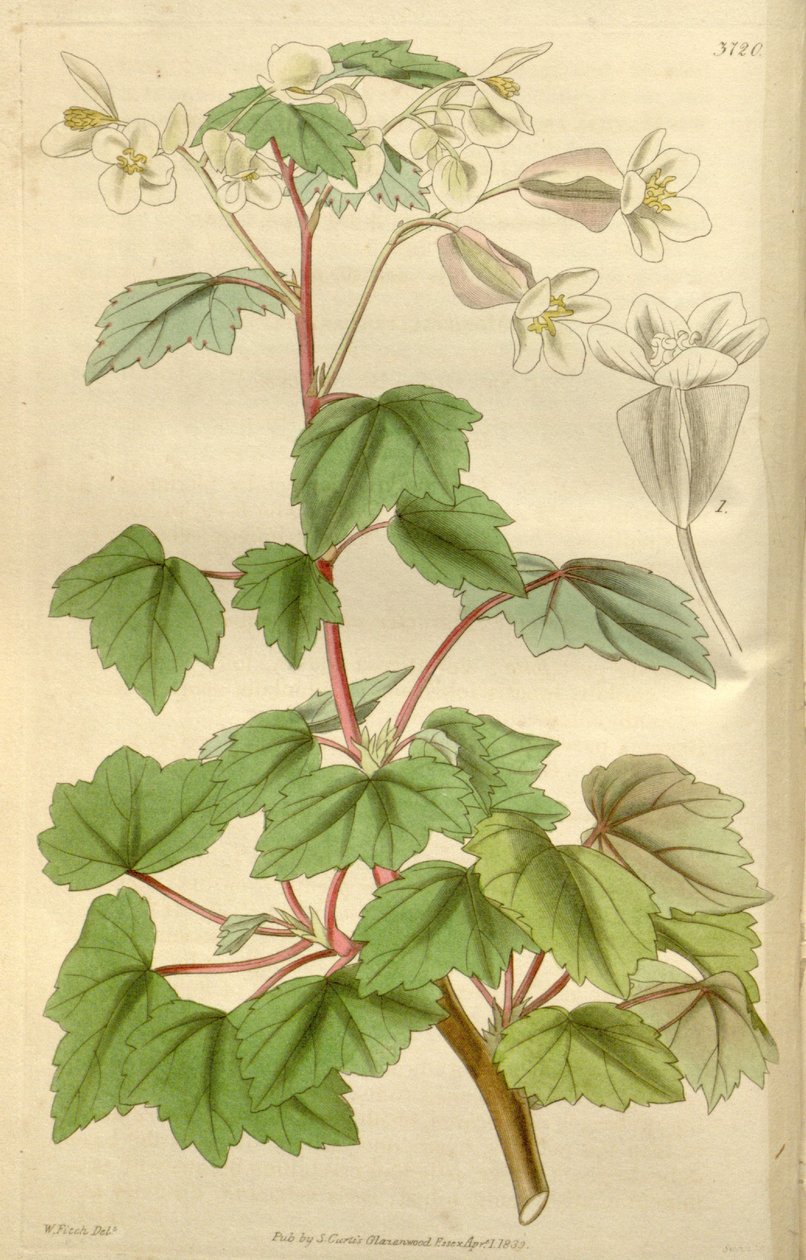 Begonia parvifolia GrahamとしてのBegonia dregei 作： フッカー