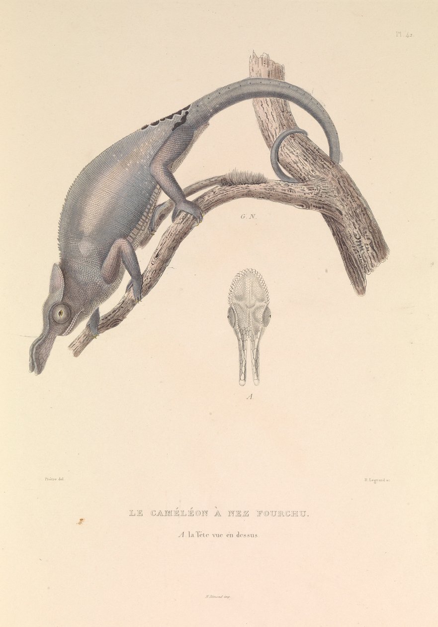 分かれ鼻のカメレオン 作： イヤサント・イヴ・フィリップ (1781-1846)
