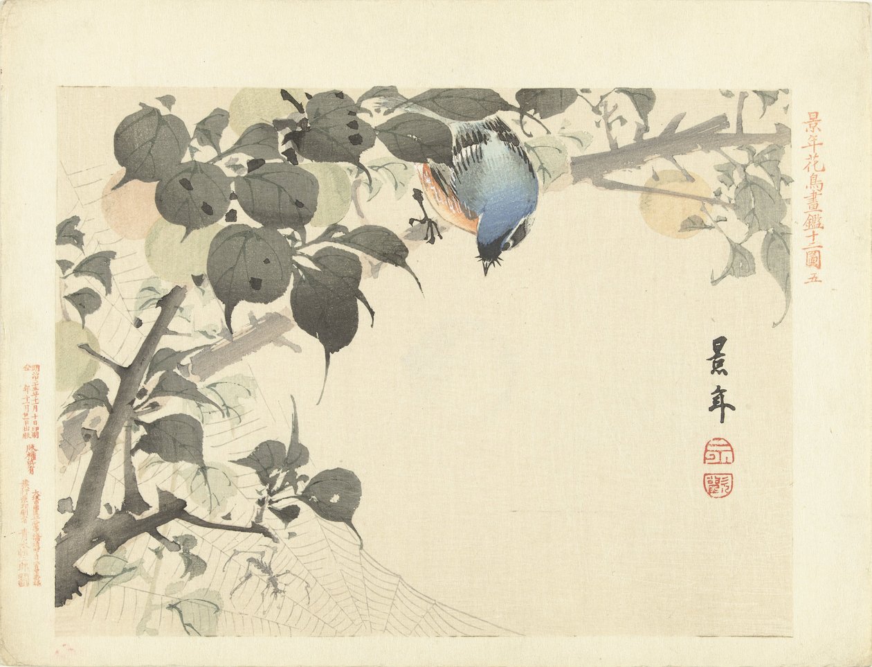 クモを見て枝に青オレンジ色の鳥 桂年花鳥画（シリーズ名） 経年課長画譜 作： 今尾なし