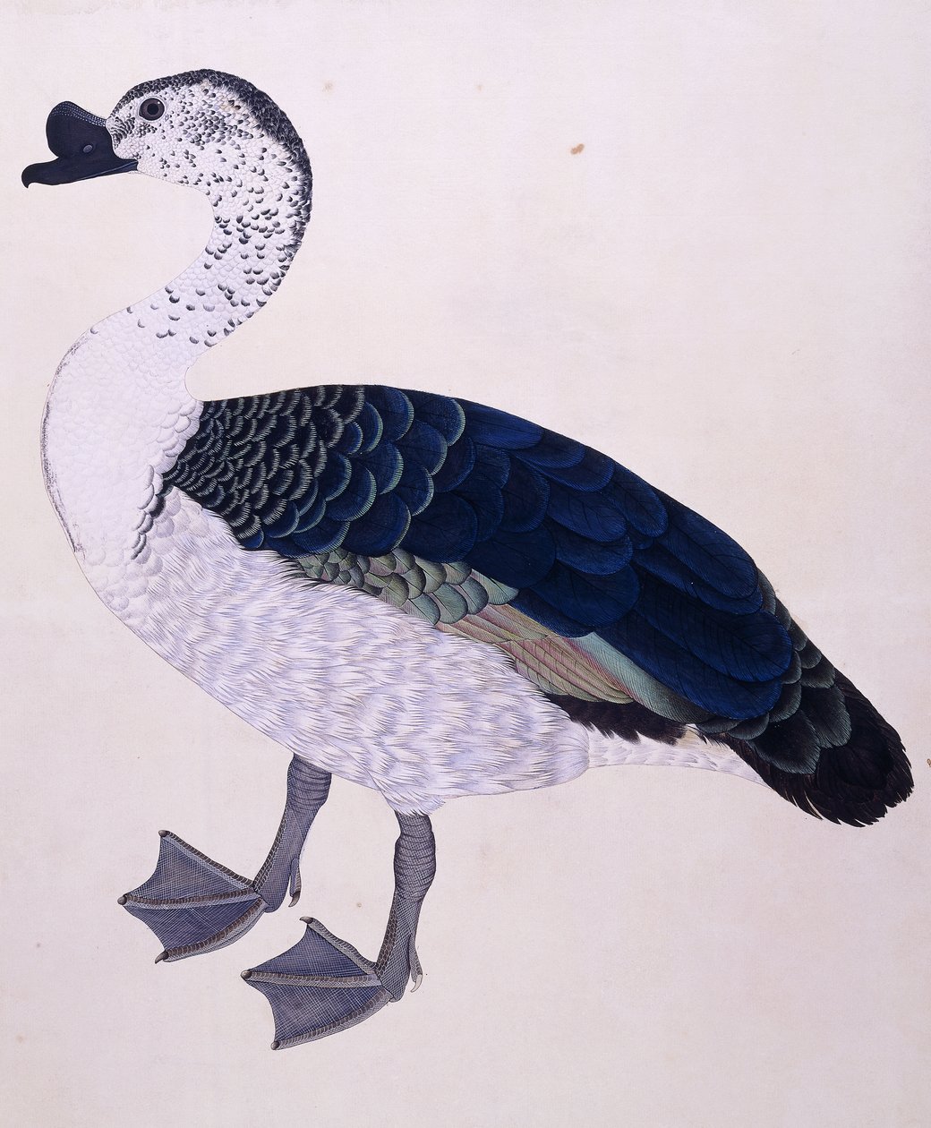 A Comb Duck、1800年頃 作： インドの学校