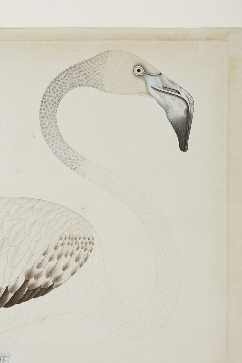 フラミンゴ、詳細、c.1780（紙に不透明なトイレ） 作： インドの学校