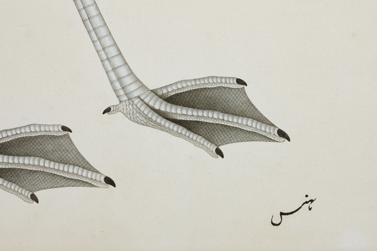フラミンゴ、詳細、c.1780（紙に不透明なトイレ） 作： インドの学校