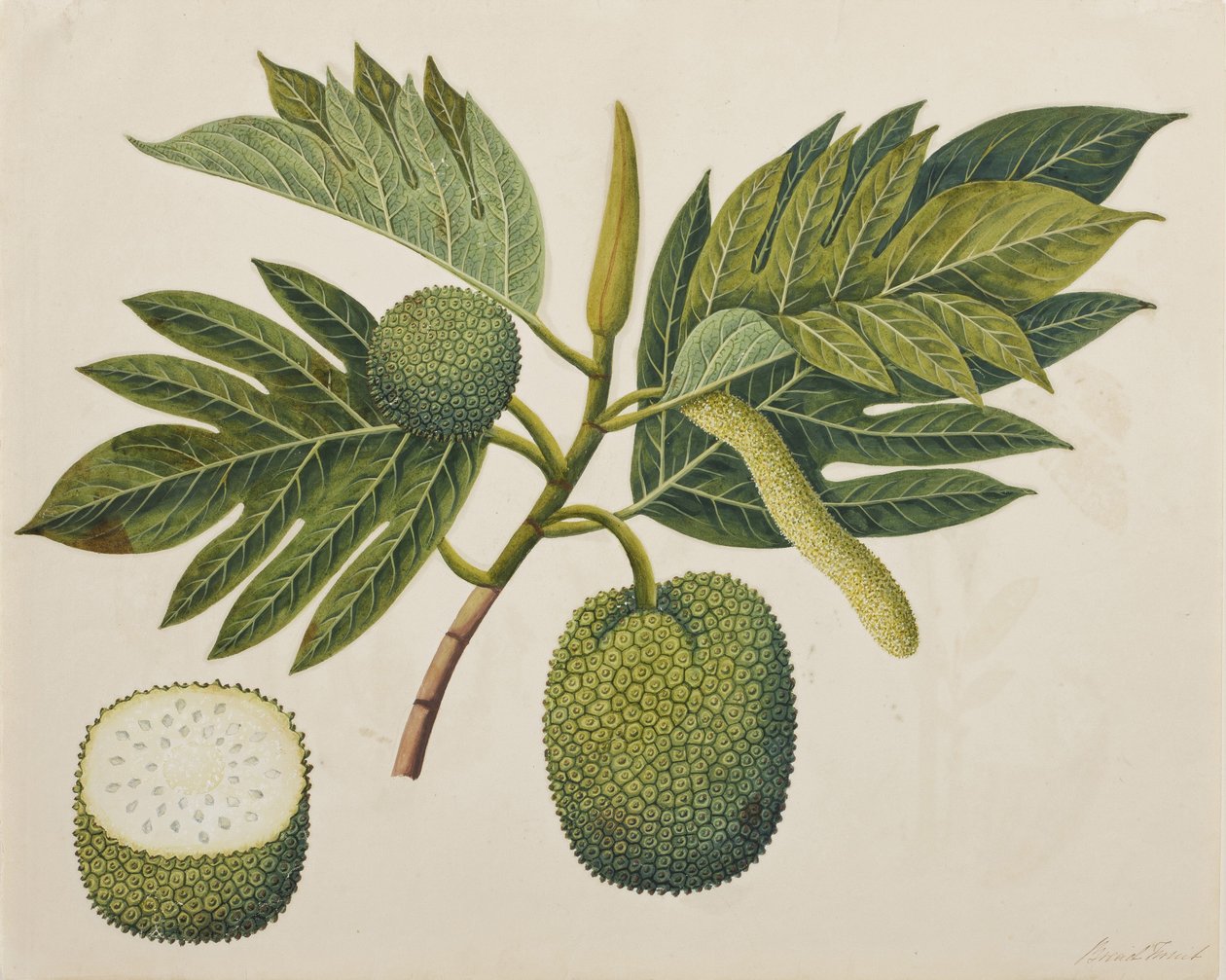 パンノキの花、葉、果実、1820年頃（紙に不透明なトイレ） 作： インドの学校