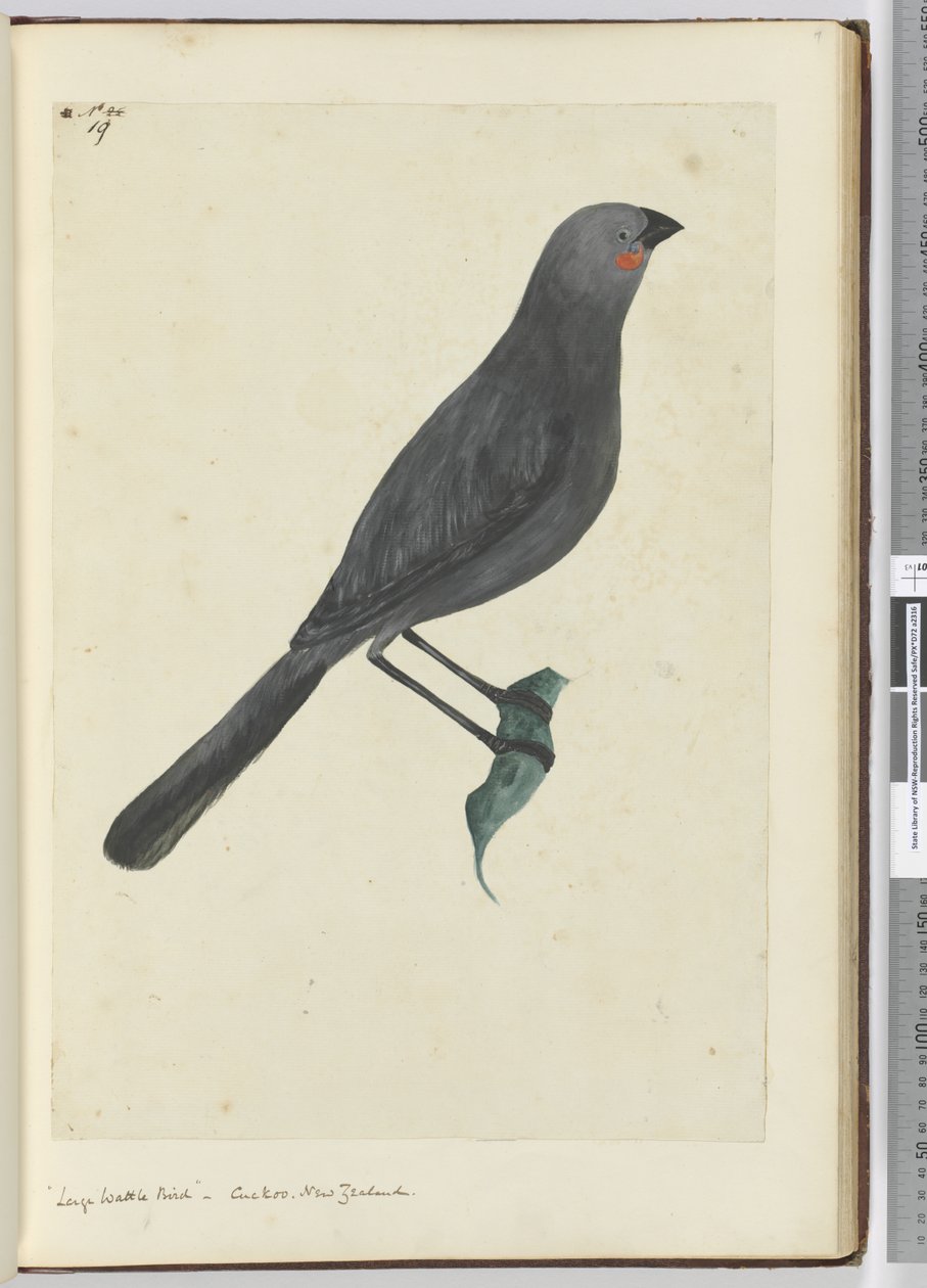 F.19大きな編み鳥、カッコウ。ニュージーランド、1772-75（wc） 作： アイザック・スミス