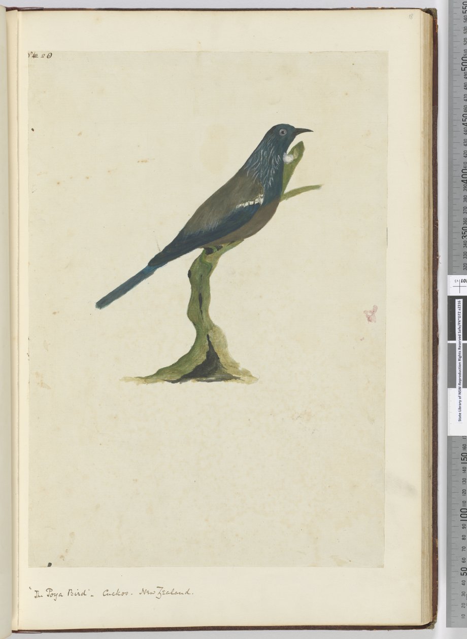 F.20ポヤ鳥、カッコウ。ニュージーランド、1772-75（wc） 作： アイザック・スミス