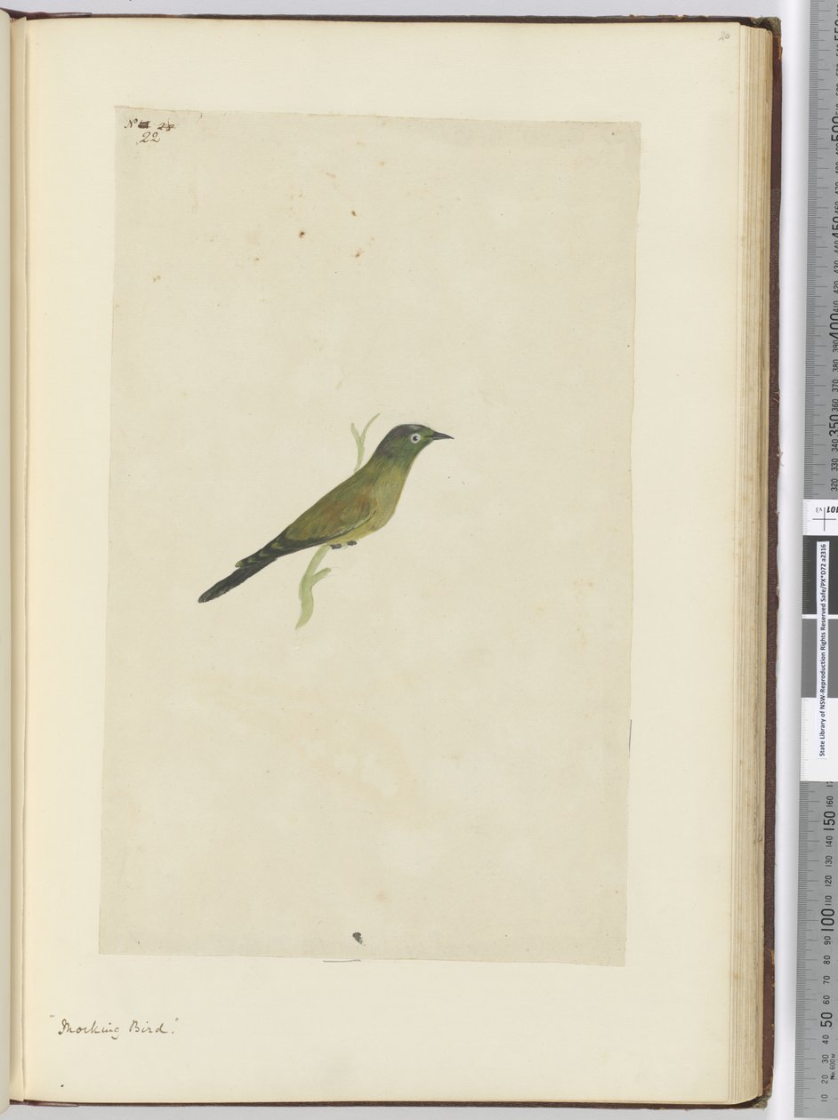 F.22あざける鳥、1772-75（トイレ） 作： アイザック・スミス