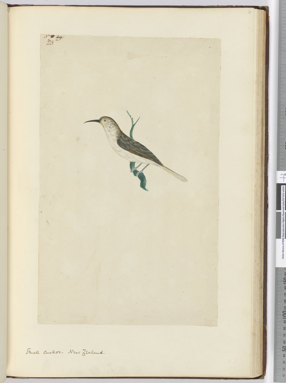 F.23小さなカッコウ。ニュージーランド、1772-75（wc） 作： アイザック・スミス