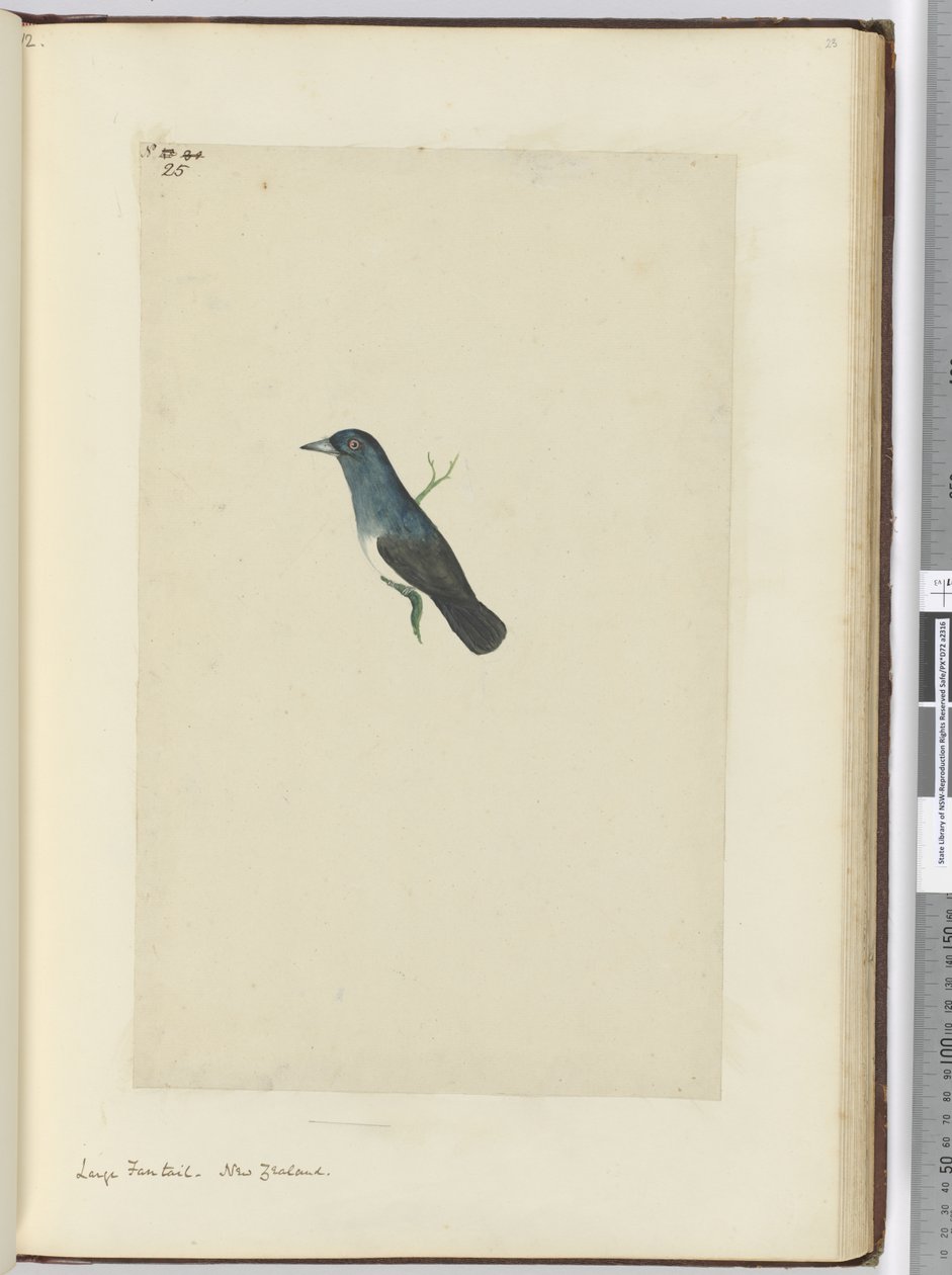 F.25大きなファンテイル。ニュージーランド、1772-75（wc） 作： アイザック・スミス