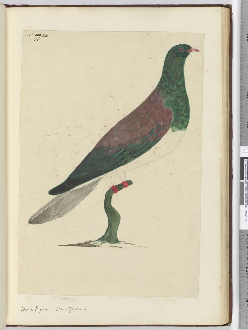 F.26ウッドピジョン。ニュージーランド、1772-75（wc） 作： アイザック・スミス