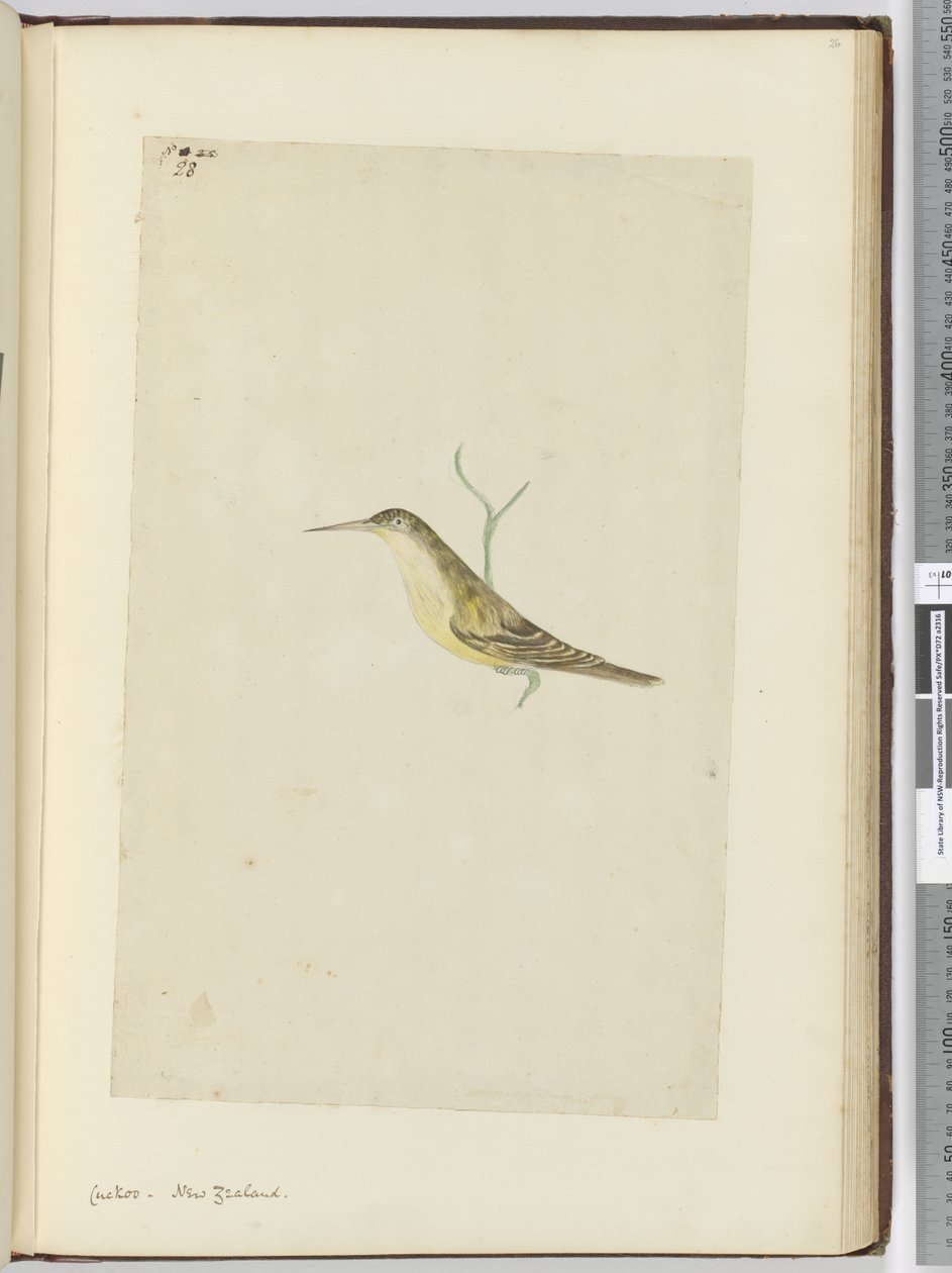 F.28カッコウ。ニュージーランド、1772-75（wc） 作： アイザック・スミス