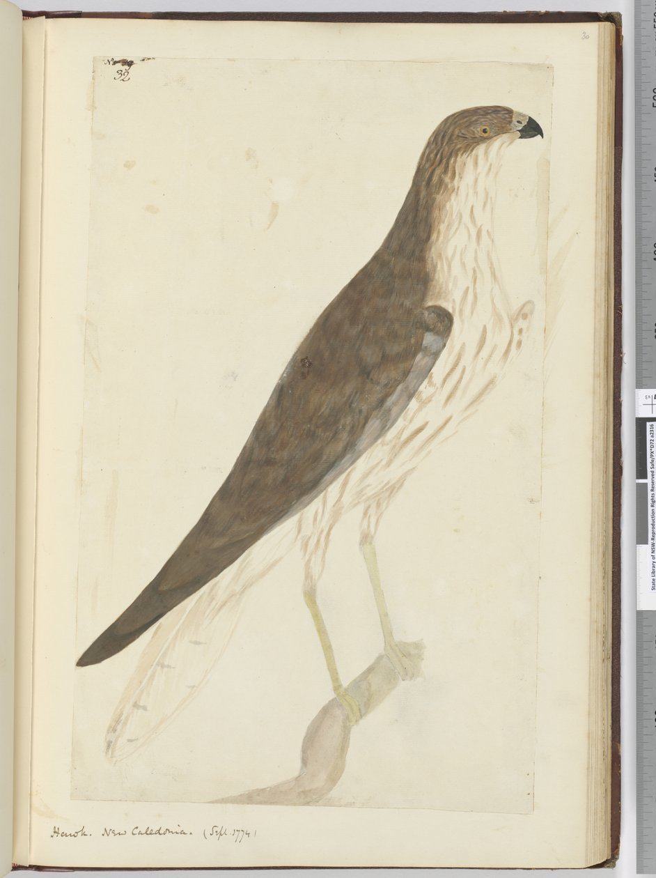 F.32ホーク。ニューカレドニア。 （1774年9月）、1772-75（トイレ） 作： アイザック・スミス