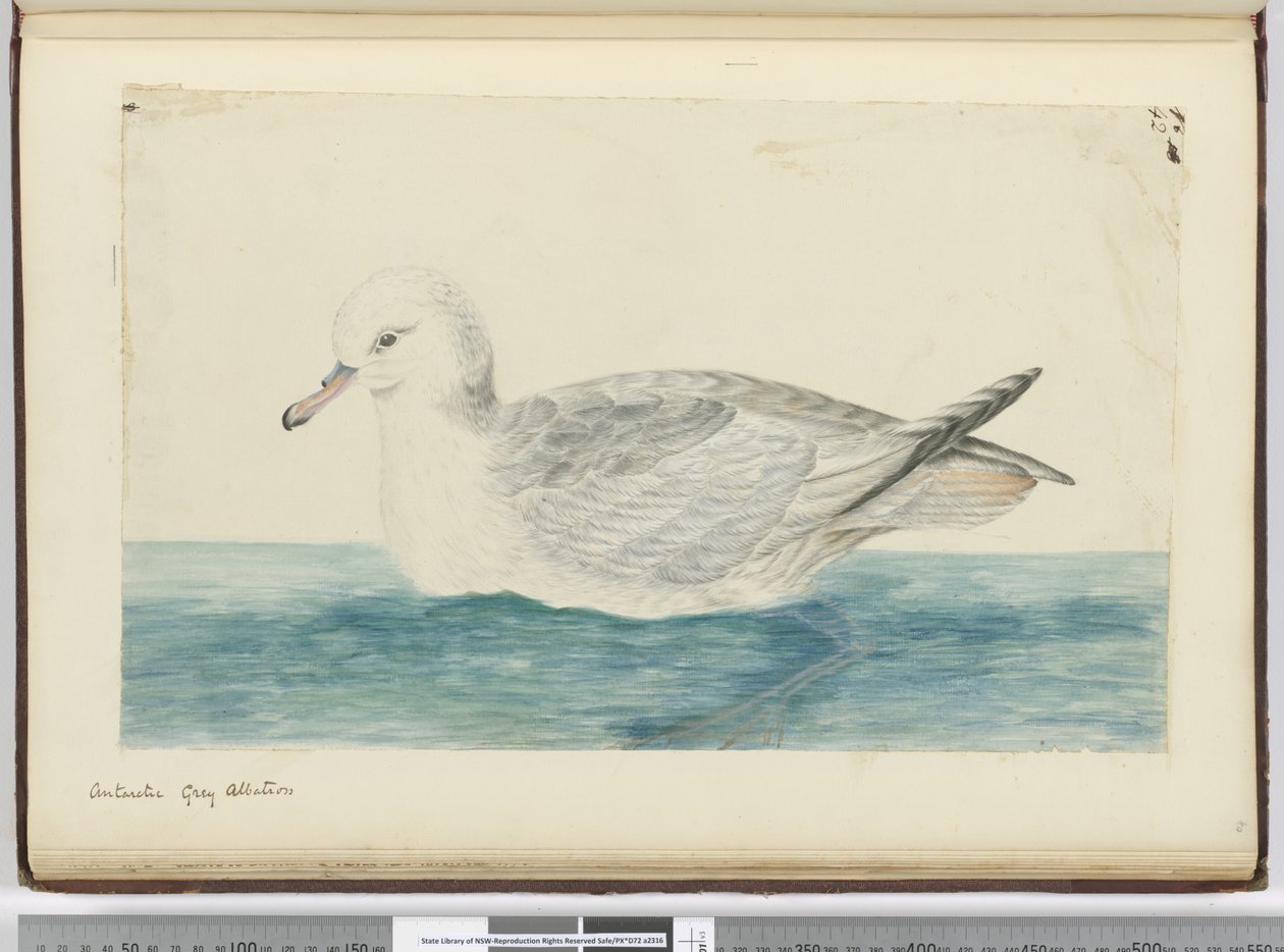 F.42南極灰色のアホウドリ、1772年から75年（WC） 作： アイザック・スミス