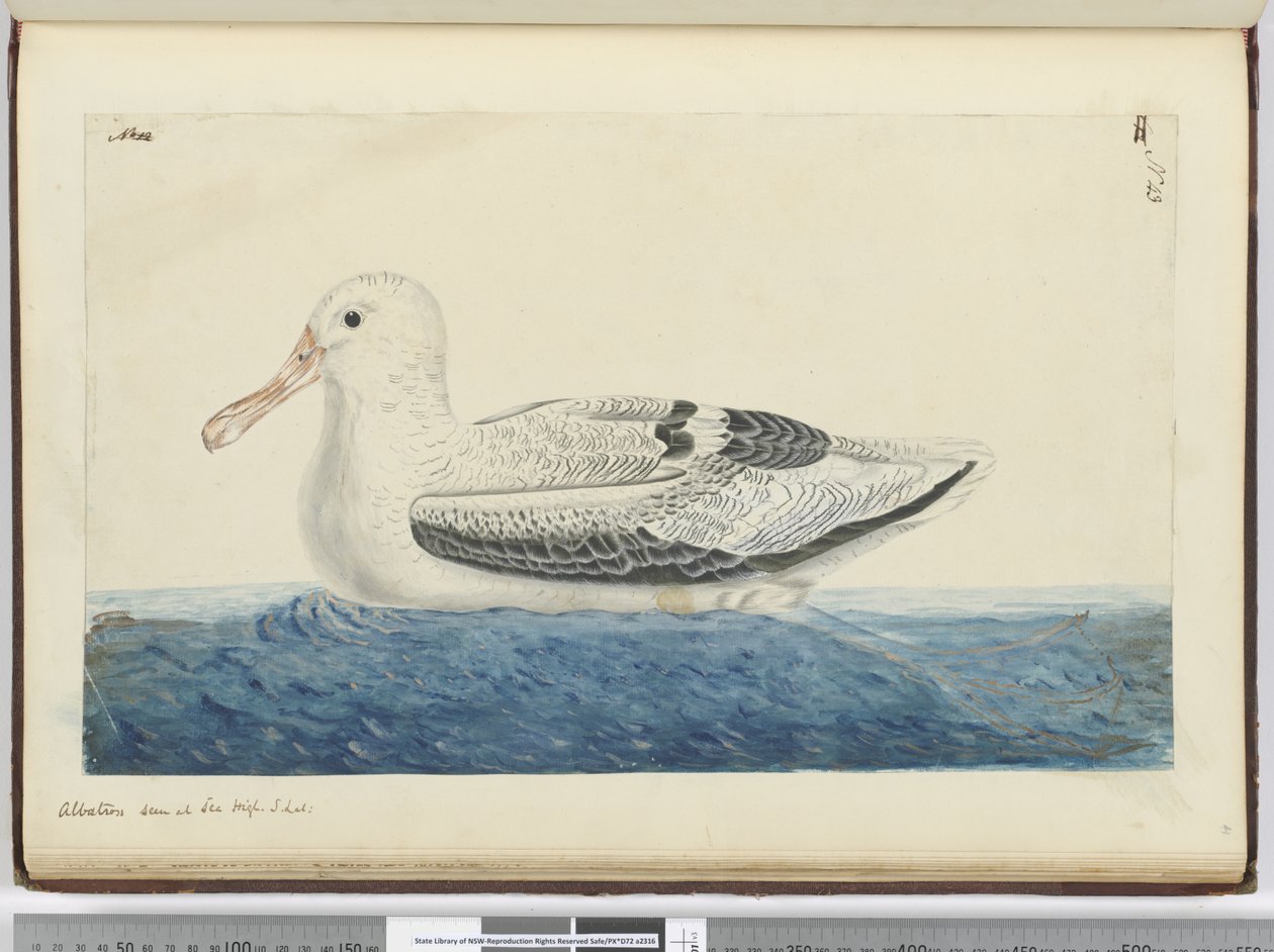 F.43アルバトロス。海抜S. lat。、1772-75（トイレ）で見られる 作： アイザック・スミス