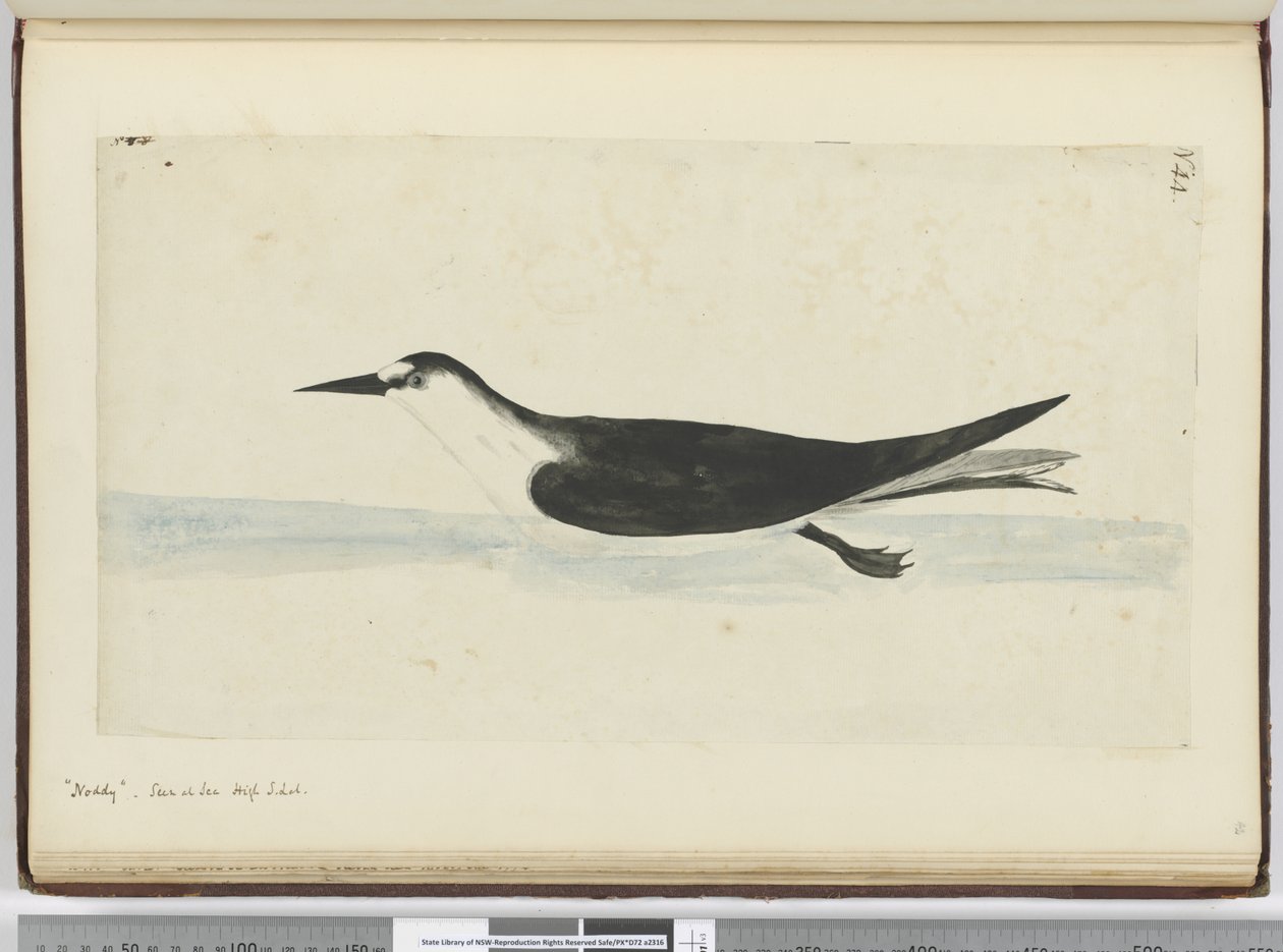 F.44ノディ。海抜S. lat。、1772-75（トイレ）で見られる 作： アイザック・スミス