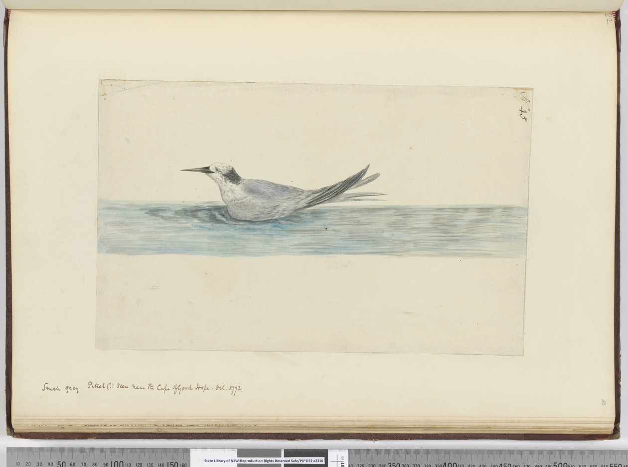 F.45喜望峰の近くで見られる小さな灰色のミズナギドリ（？） 1772年10月、1772〜75（wc） 作： アイザック・スミス