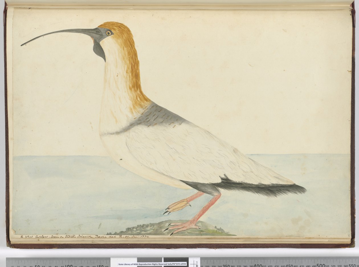 F.52新しいカーリュー。スタテン島で見られるティエラデルフエゴ1774年1月、1772-75（wc） 作： アイザック・スミス