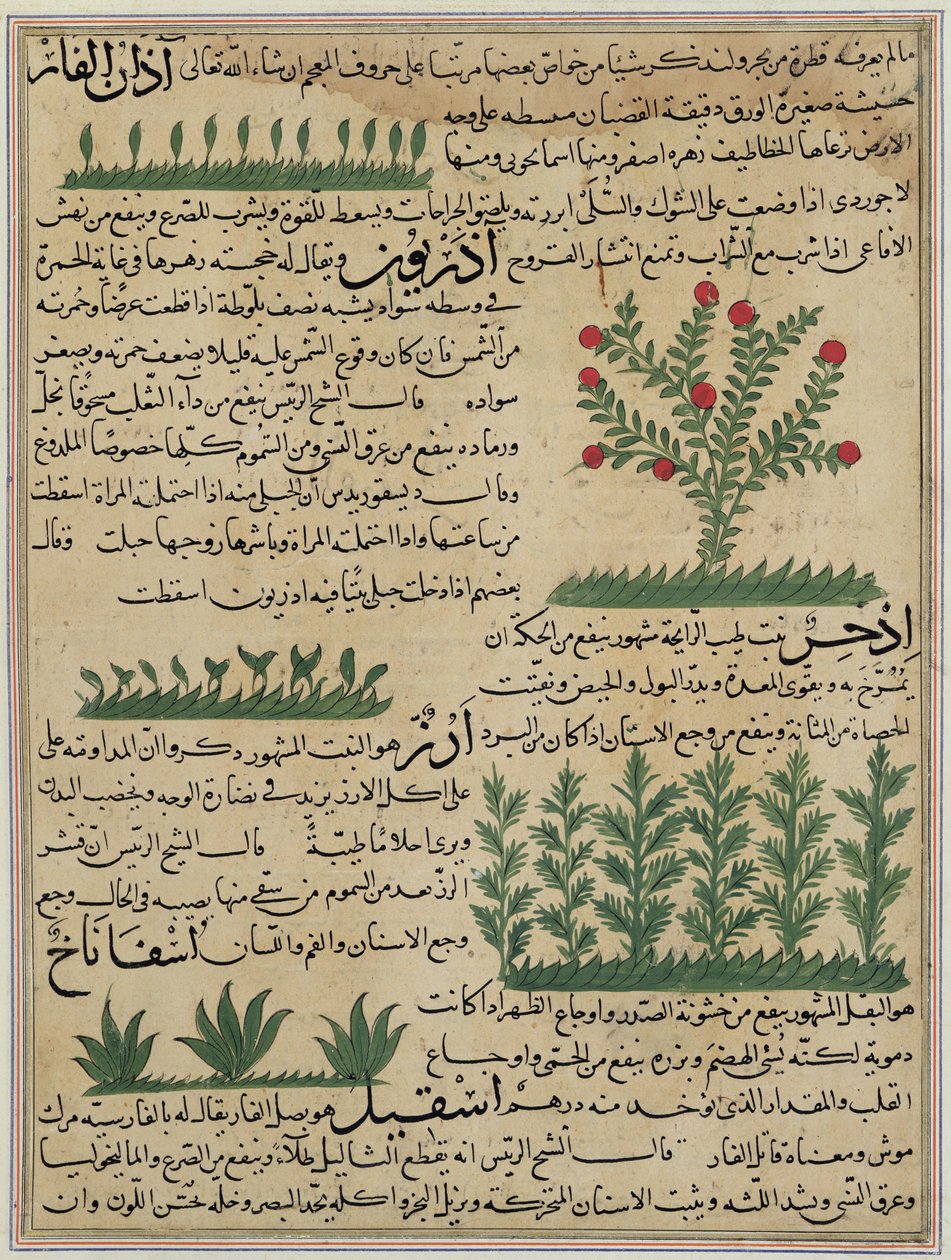 Ms E-7 fol。 142b植物、ザカリヤイブンムハンマドアルカズウィニの「創造の驚異と存在の好奇心」のイラスト 作： イスラム学校