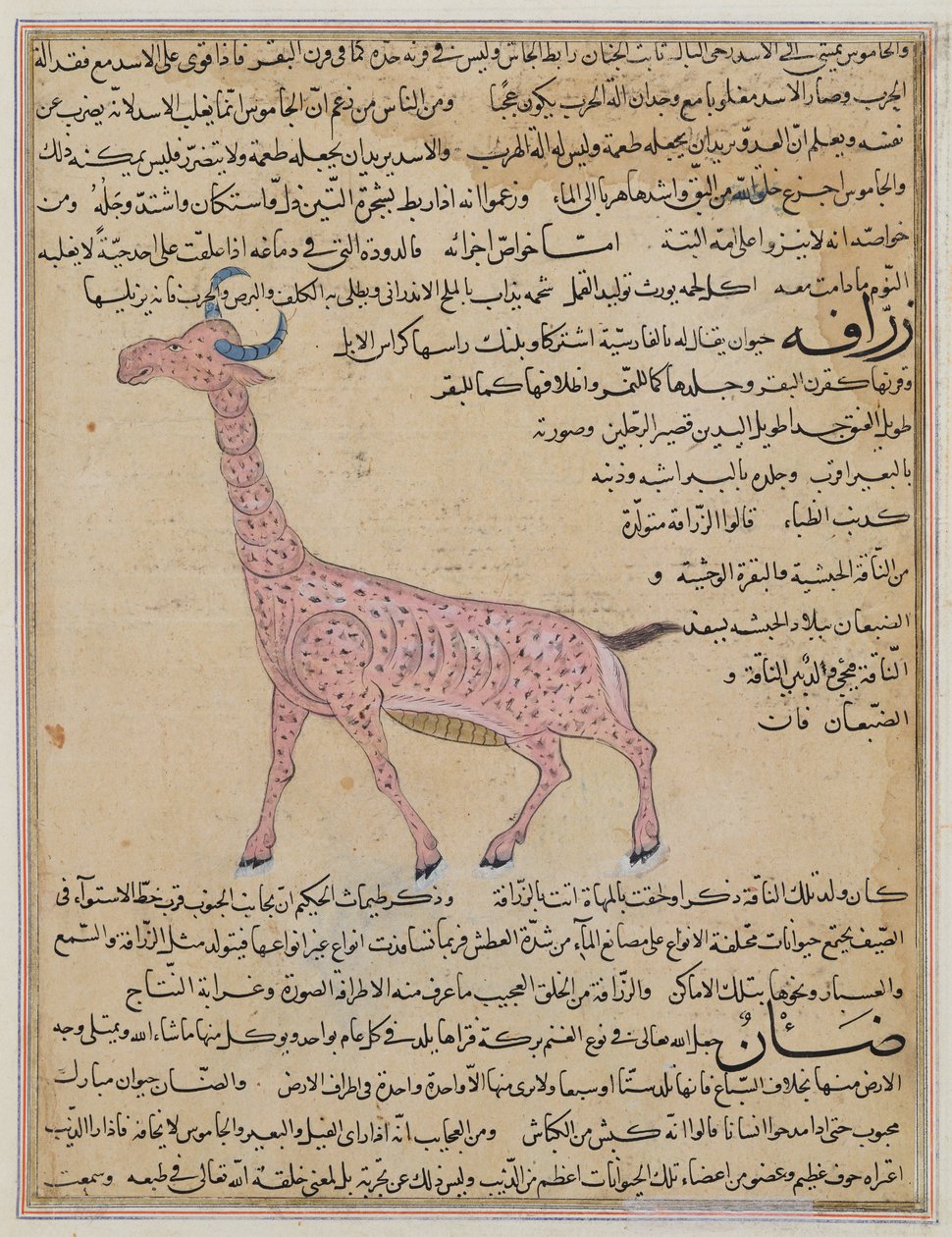 Ms E-7 fol.180キリン、「創造の驚異と存在の好奇心」から 作： イスラム学校