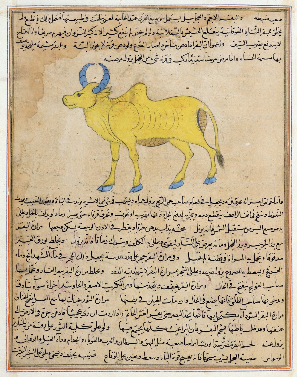 Ms E-7 fol.181b Zebu、Zakariya&39;ibn Muhammad al-Qazwiniによる「創造の驚異と存在の好奇心」のイラスト 作： イスラム学校