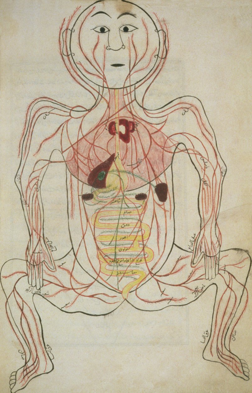 129、f.20bに従って、Tashrih al-badanのイラストによる人間の内臓と循環器系（紙にインク） 作： イスラム学校