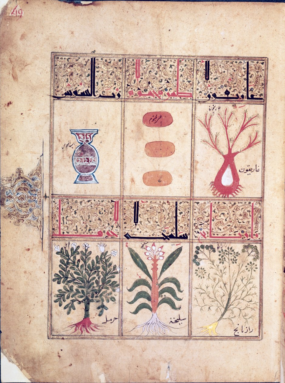 Ms. Arabe 2964 fol.49ガリアン後のセリアック条約からの植物、1217年 作： イスラム学校