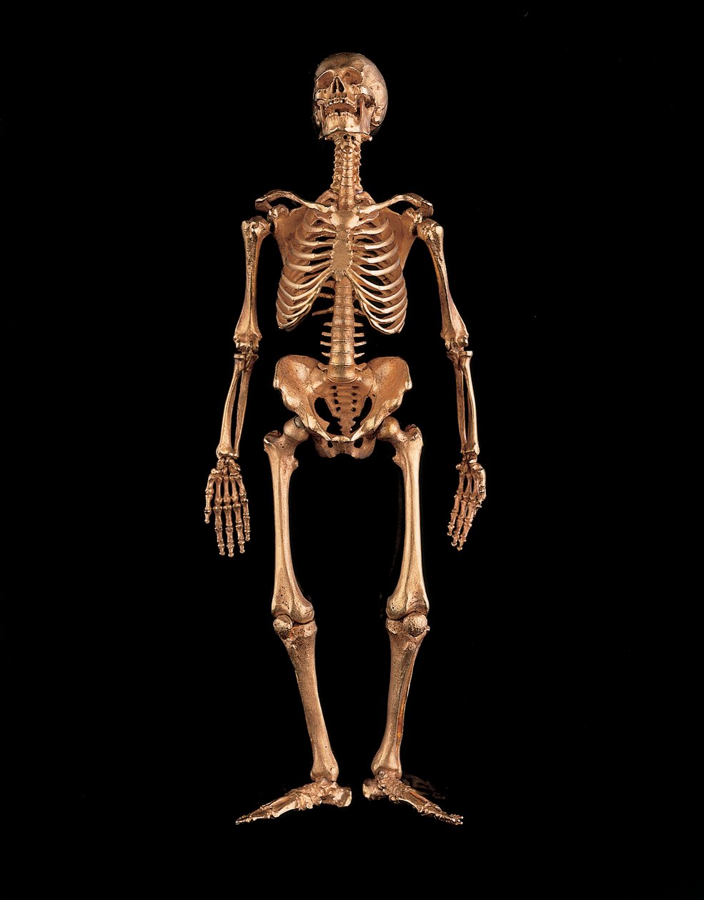 人体骨格のミニチュア 作： イズライリ・ルショモフスキー