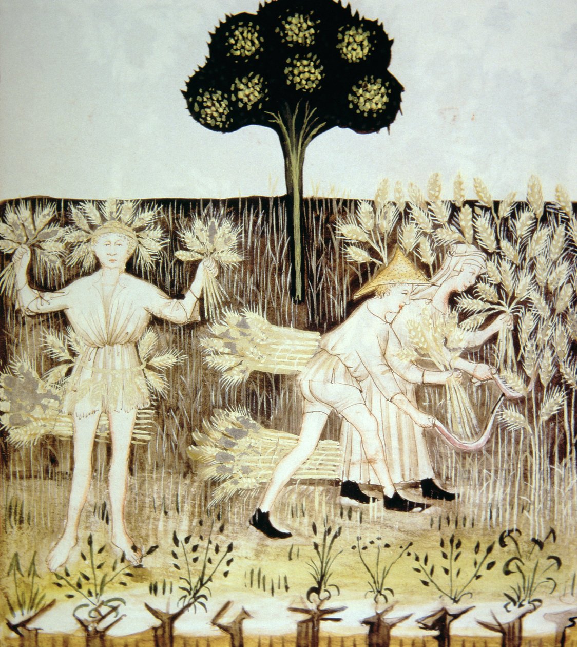 Fo.54r夏：小麦の収穫、Tacuinum Santiatis Codex Vindobonensisのイラスト 作： イタリア語学校