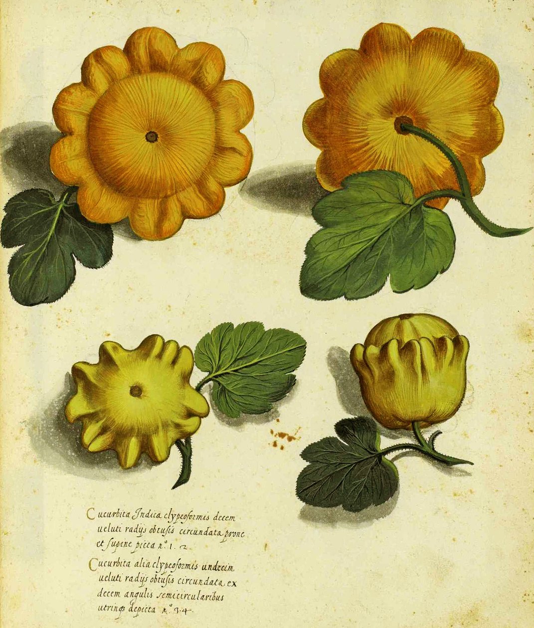 ウリッセアルドロヴァンディ（1522-1605）プレートによる家宝スカッシュは、Piante Fiori Fruttiで公開されました（手塗りの彫刻）。 作： イタリア語学校