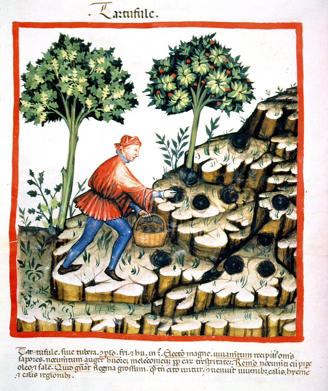 Nova 2644 f.28v収集トリュフ、Tacuinum Sanitatis Codex Vindobonensisから（130544も参照） 作： イタリア語学校