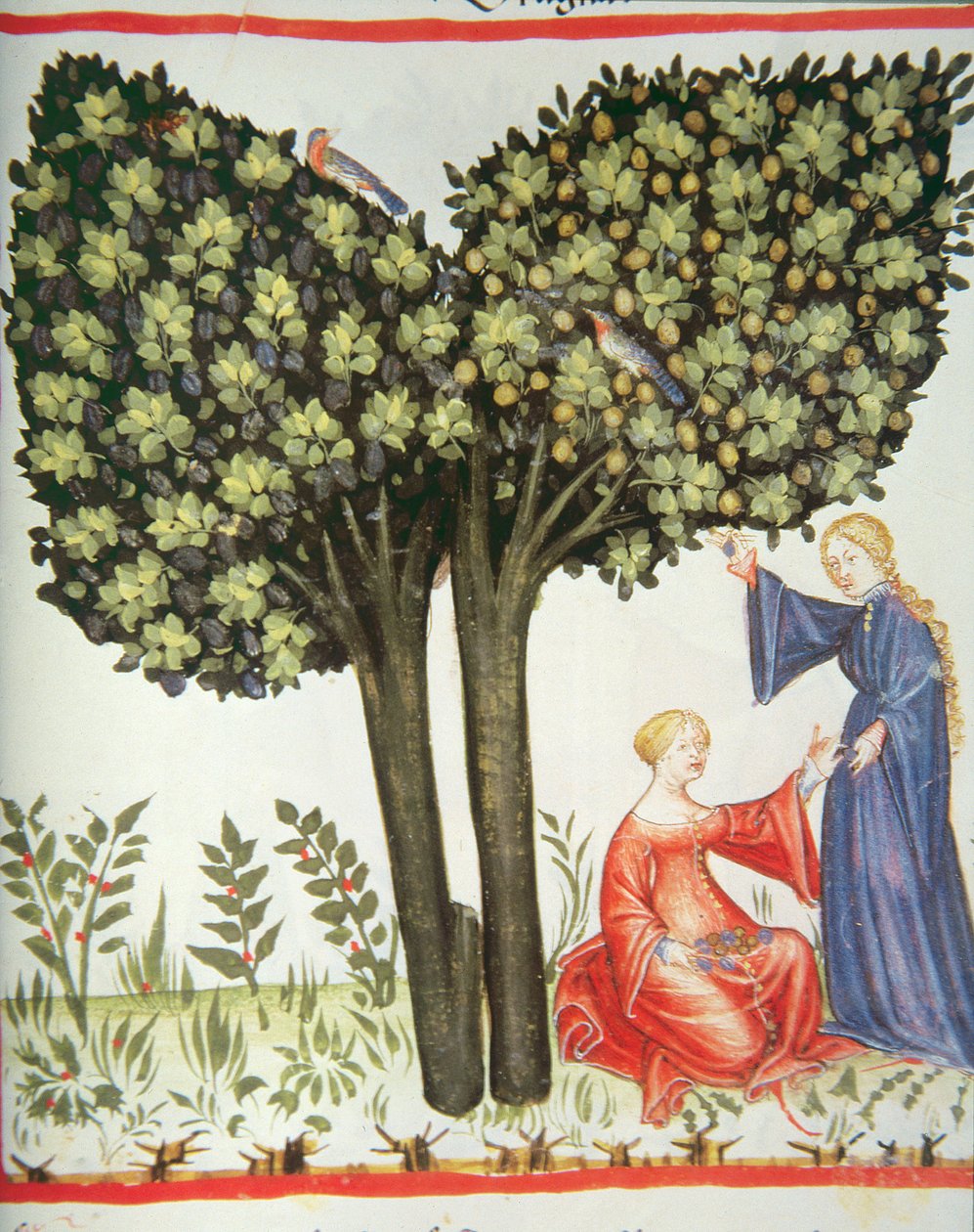 新しい2644 fol.6rピッキングプラム、Tacuinumヘルシーコーデックス 作： イタリア語学校
