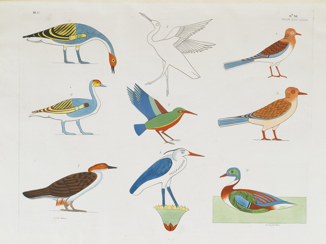 狩りに登場する鳥のいくつかの種 作： イタリア語学校