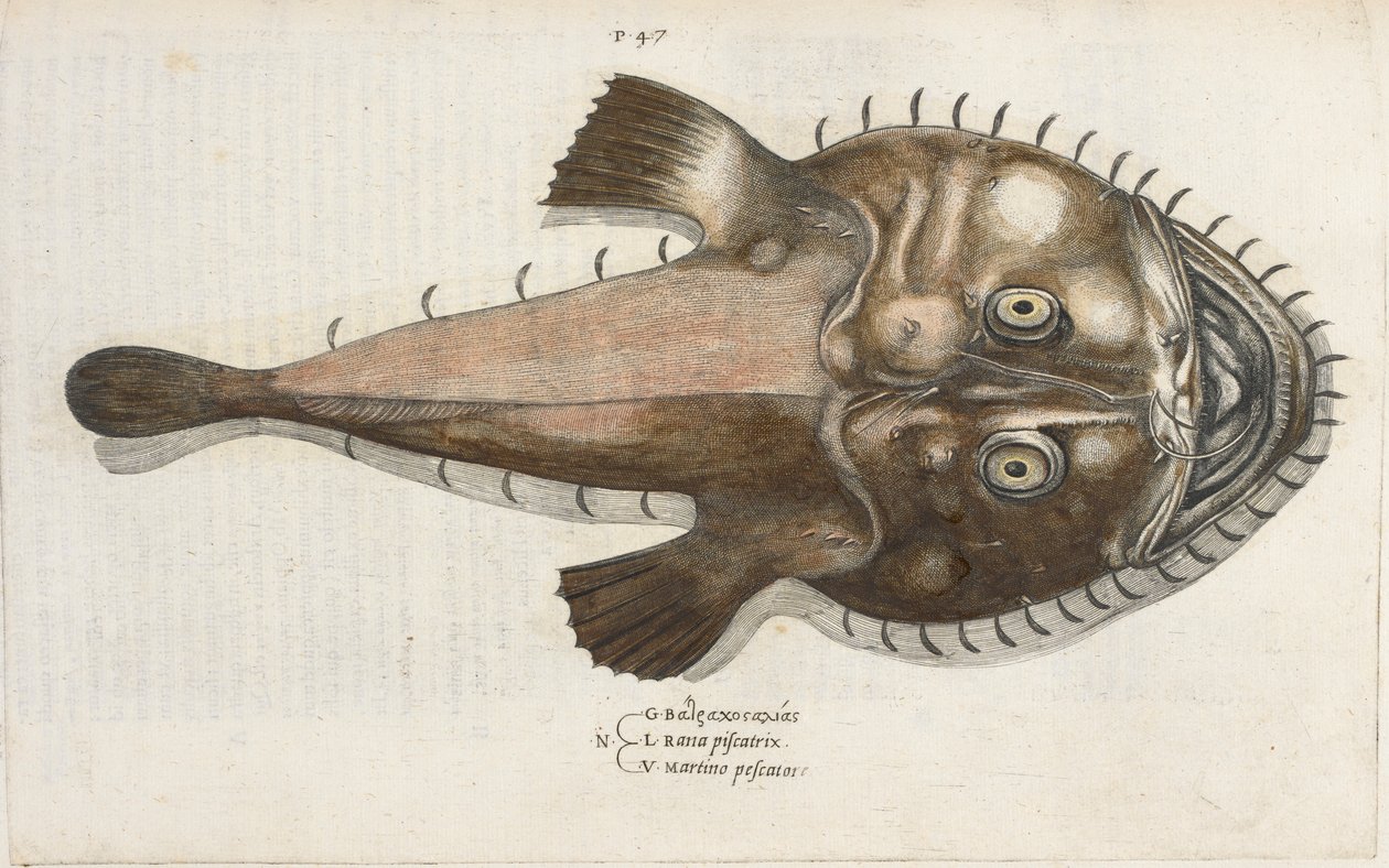 イッポリト・サルビアーニ作「Aquatilium Animalium Historiæ liber primus」のイラスト、ヒキガエルの魚 作： イタリア語学校