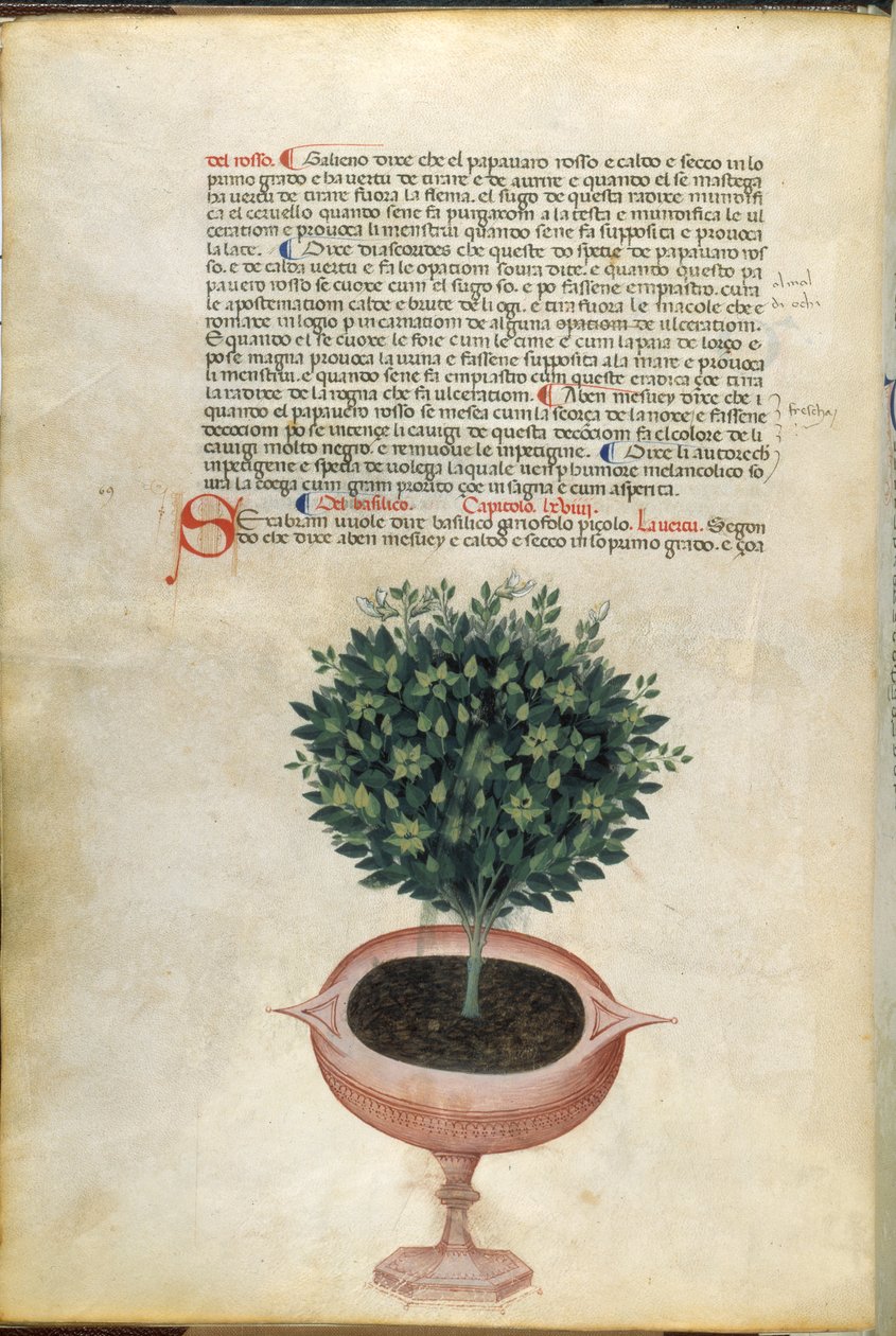 鉢植えのバジル、「カラーラ ハーブ」のイラスト、パドヴァ、1400 年頃（紙に金のペンとインク） 作： イタリア語学校