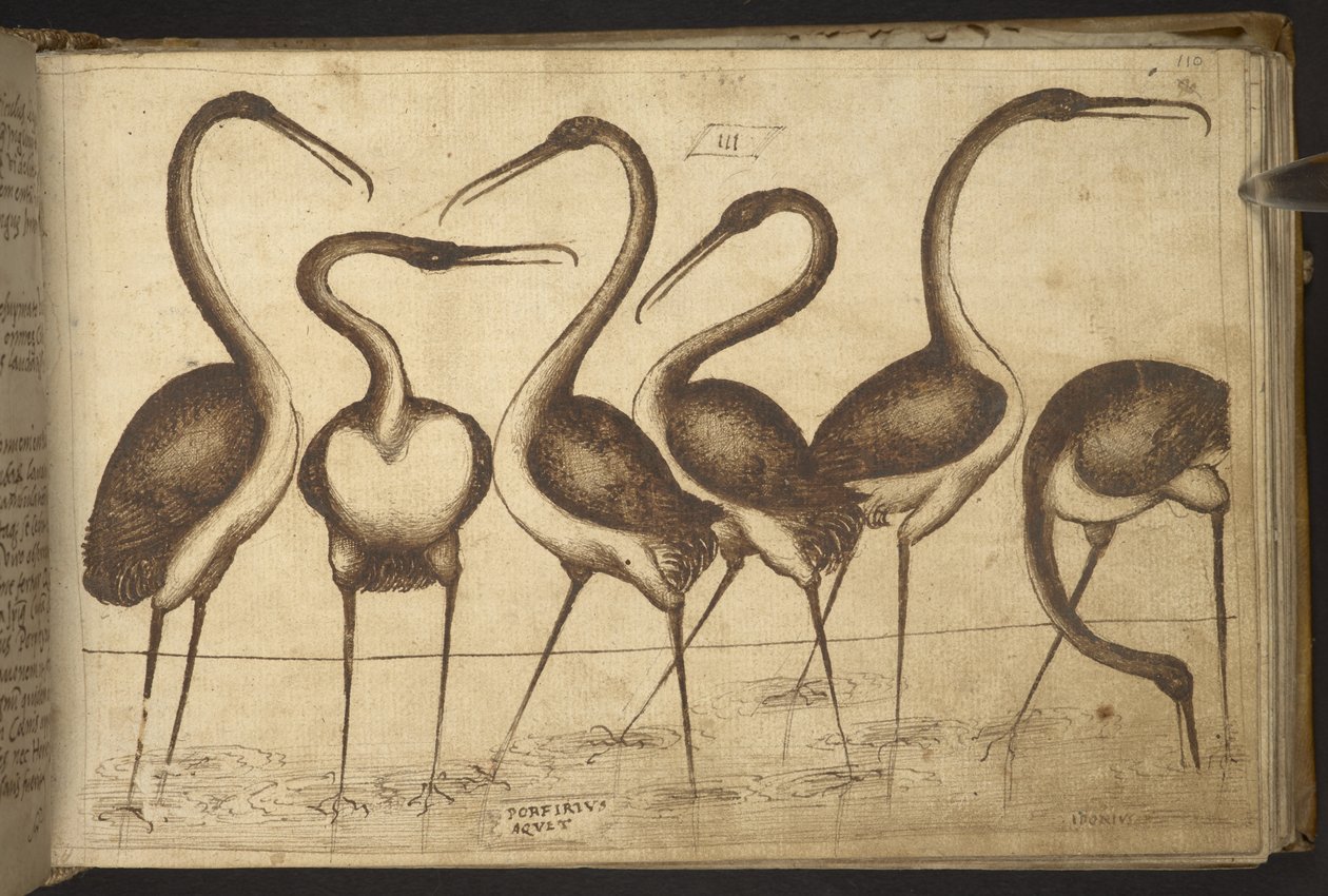 追加。 82955、f.110 鳥。   、ヒストリアアニマルリウムから、 (さまざまな種の動物と神話上の生き物の 245 のペンとインクの図面で構成され、それぞれに説明が付いています。)    1595年 作： イタリア語学校