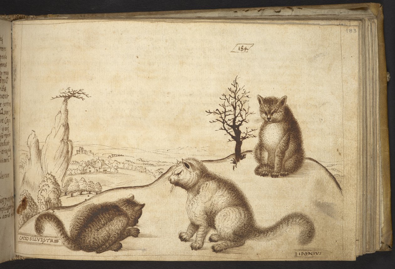 追加。 82955、f.183 野生の猫 (