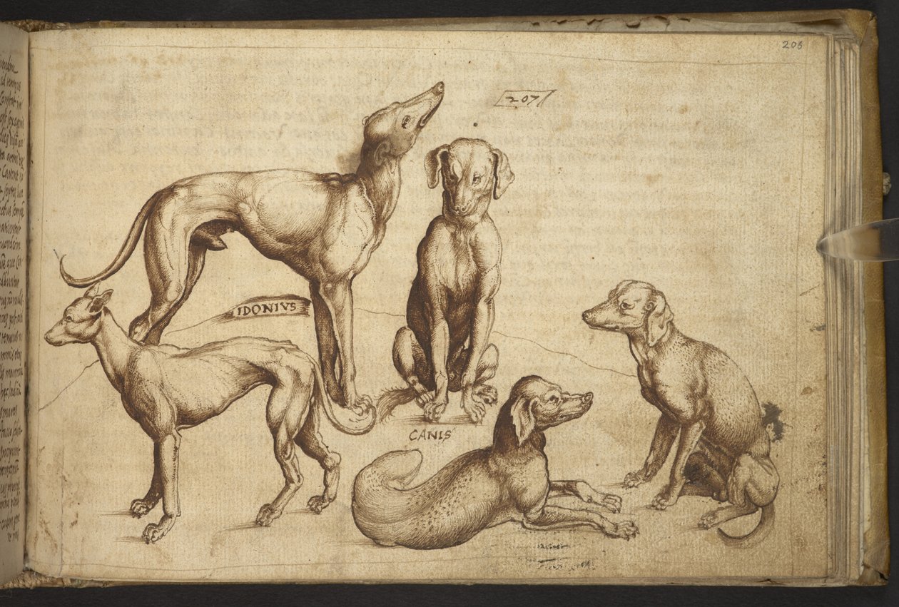 追加。 82955、f.206 さまざまな品種の犬 (「カニス」)。  、ヒストリアアニマルリウムから、 (さまざまな種の動物と神話上の生き物の 245 のペンとインクの図面で構成され、それぞれに説明が付いています。)    1595年 作： イタリア語学校