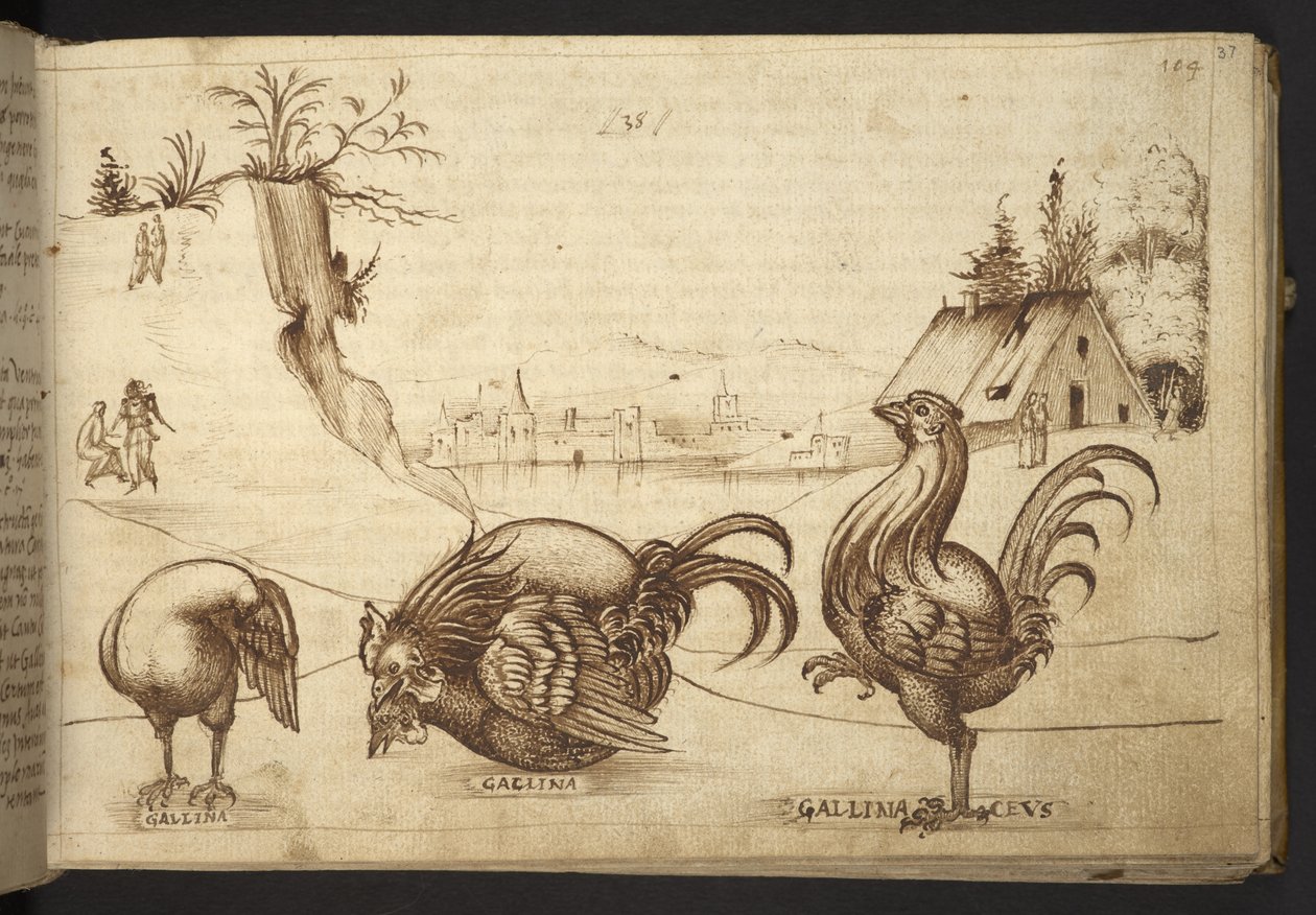 追加。 82955、f.37   ニワトリ (「gallina」、「gallinaceus」)。  、ヒストリアアニマルリウムから、 (さまざまな種の動物と神話上の生き物の 245 のペンとインクの図面で構成され、それぞれに説明が付いています。)    1595年 作： イタリア語学校