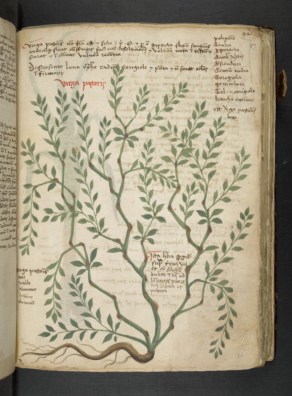 MS 41623 
