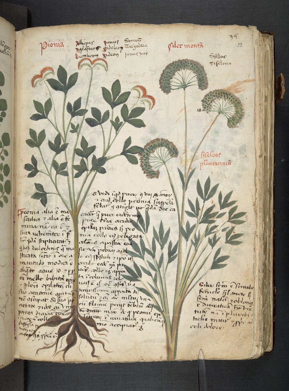 MS 41623 