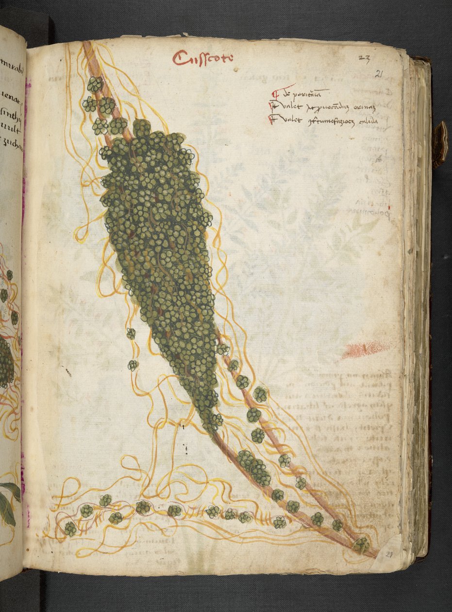 MS 41623 