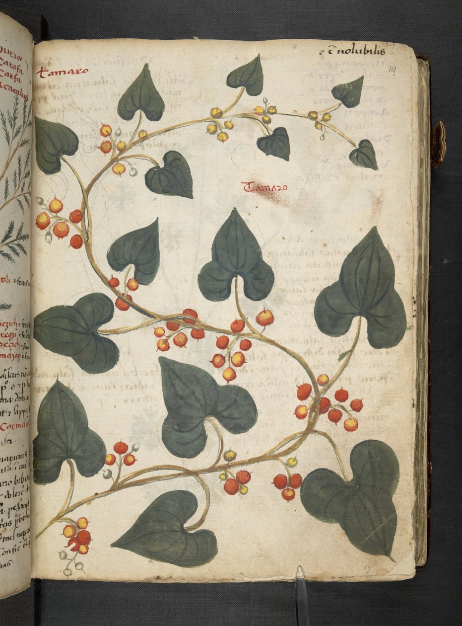 MS 41623 