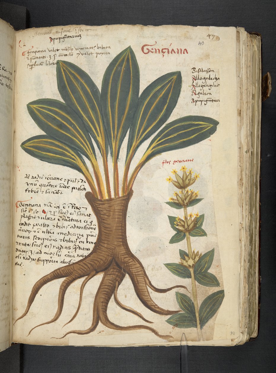 MS 41623 