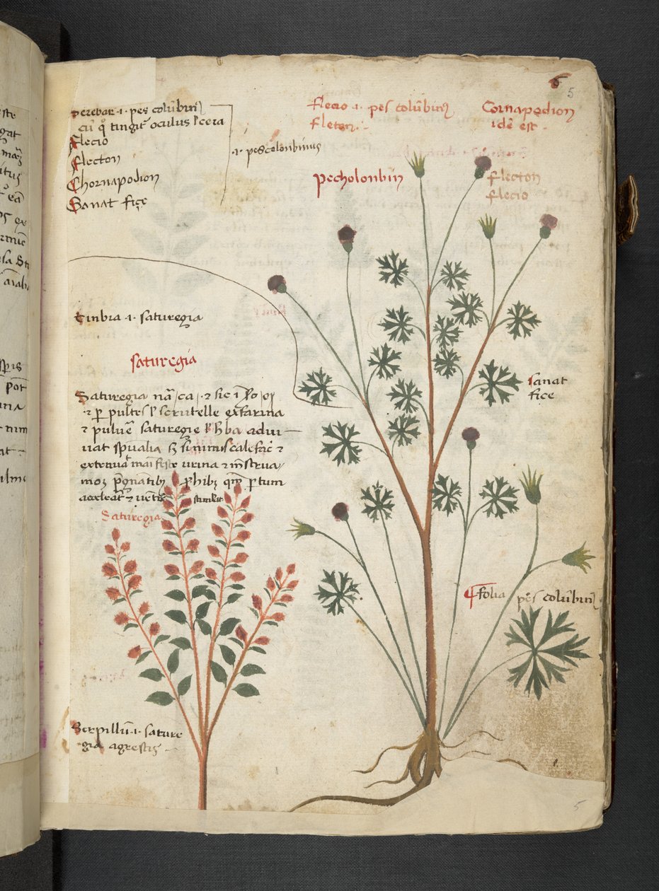 MS 41623 