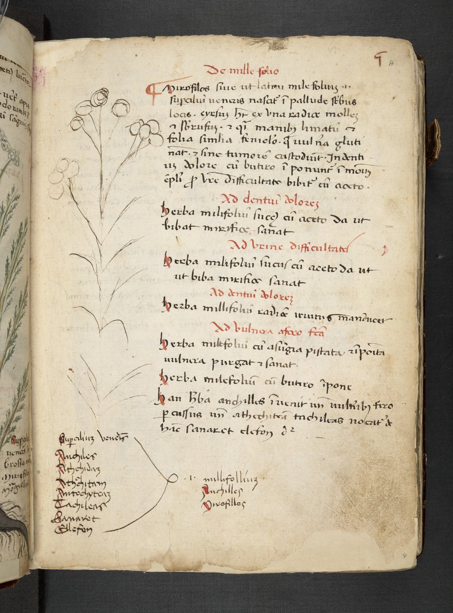 MS 41623 