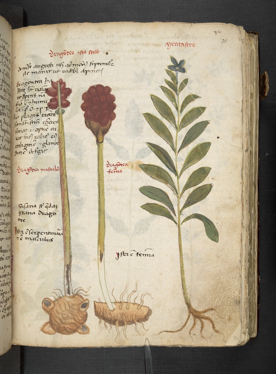 MS 41623 