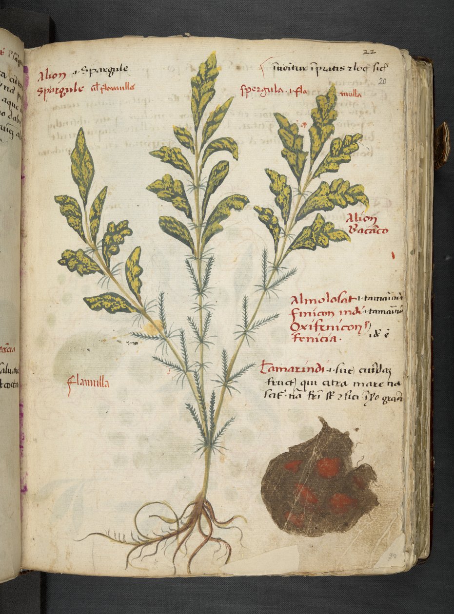 MS 41623 
